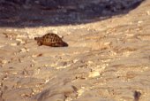 Schildkröte auf albanischer Landstraße