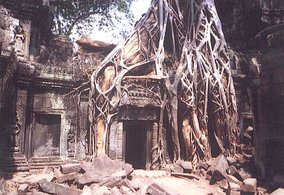 Überwucherter Tempel in Ankor